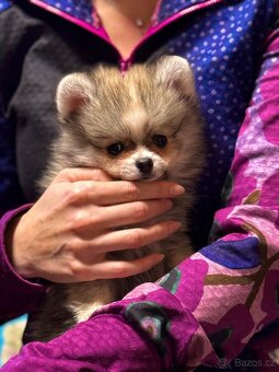 Pomeranian / Německý špic - 4