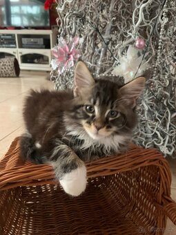 mainská mývalí s PP - půlroční kočička - 4