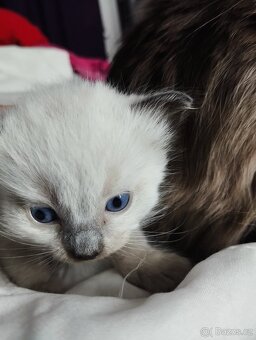 Prodám koťátka plemene ragdoll - 4