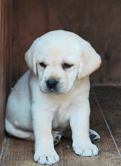 Nabídka štěňat labradorského retrievera - 4