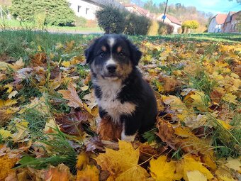 Australský ovčák –  poslední krasavec k odběru - 4