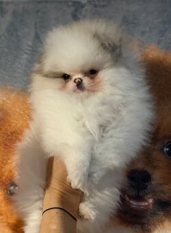 POMERANIAN S PP FCI - ch.s. z Malebného povltaví - 4