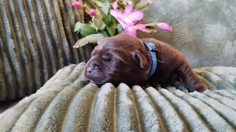 Labradorský retrívr - štěňata s PP k rezervaci - 4