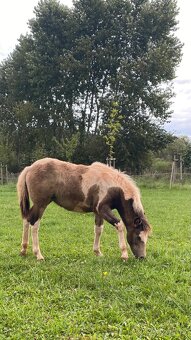 Hříbata k odběru. - 4