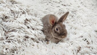 Zakrslý beránek,králíček,králík -(REX)-DIANA - 4