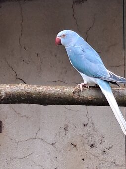 Alexandr malý modrý - 4