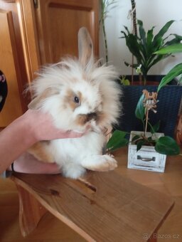 Zakrslý králíček - 4