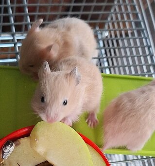 Křeček syrský - 4