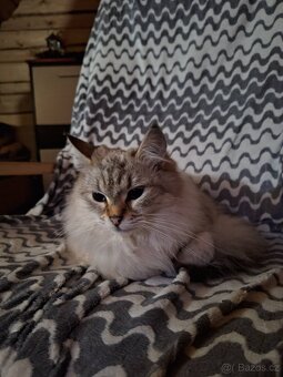Ragdoll Kocourek - 4