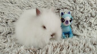 Zakrslý králík, králíček -(TEDDY)-HERBERT - 4