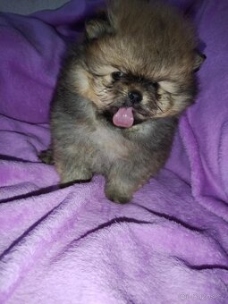 Pomeranian - 4