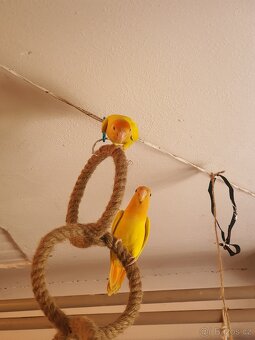 papoušek, Agapornis růžovohrdlý - 4
