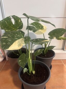 Monstera Thai Constellation - 4