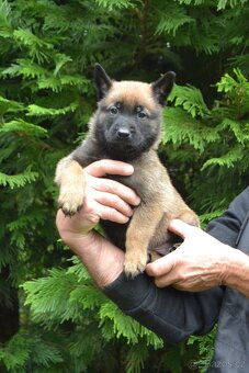 Belgický ovčák - malinois - 4