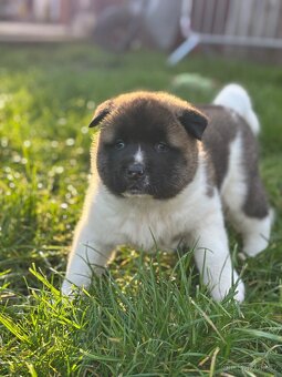 Americká akita - štěňata - 4