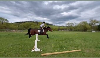 Hodná 14i letá klusačka - 4