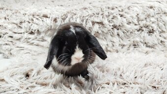 Zakrslý beránek, králíček, králík - LADY - 4