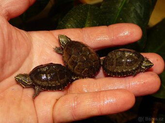 Klapavka obecná (Sternotherus odoratus) - 4