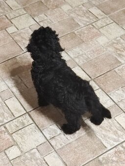 Pudl trpasličí černý a hnědý s p.p. - 4