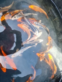 KOI kapr - 4