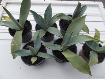 Aloe vera - 4