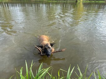 Belgický ovčák malinois s PP- fenka 6 měsíců - 4