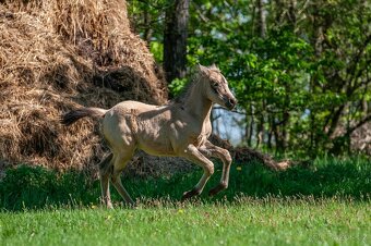 Letošní buckskin QH klisna k rezervaci - 4