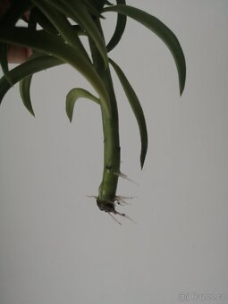 Peperomia - 4