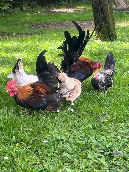 Chovný kmeň-Ayam serama - 4