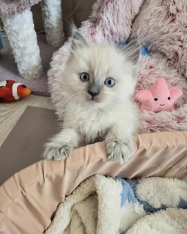 Ragdoll koťatka blue lynx - 4