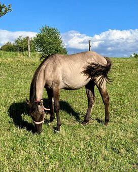 Roční grullo valach Quarter Horse - 4