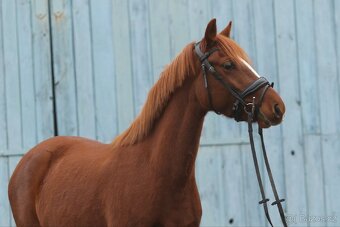 Pony B do sportu - 4