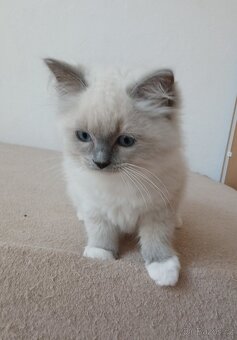Ragdoll koťátka s PP - 4