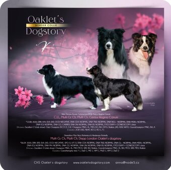 Poslední chlapeček Border kolie s PP - 4