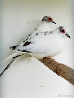 Holoubek diamantový straky 2025 - 4