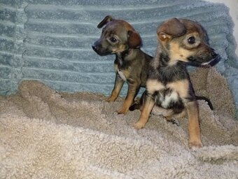 Štěňátka - 4