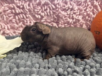 Skinny morčátka, samečci - 4