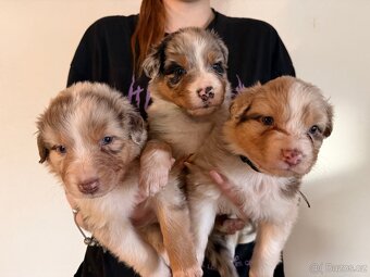 Australský ovčák štěňátka - 4