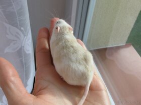 Barevná myš - samec na mazla - 4