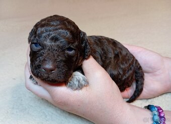 Lagotto romagnolo s PP - 4