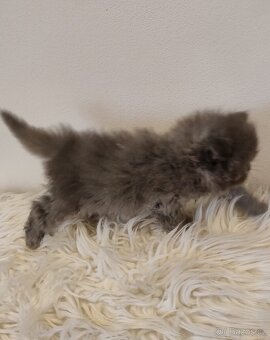 PERSKÁ koťátka - 4