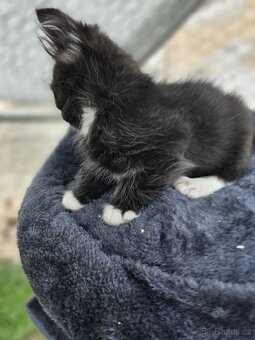 Koťátka alá Munchkin „kočičí jezevčík“ a „černé pumičky" - 4