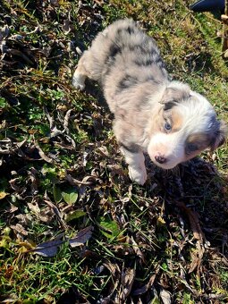 Border kolie štěnatka - 4