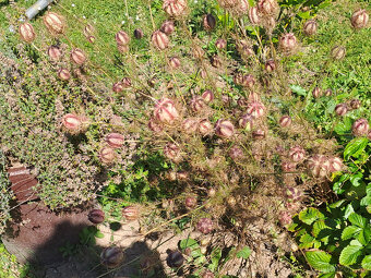 Černý kmín (černucha setá) - 4