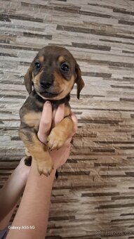 Jezevčík trpasličí bez pp - 4