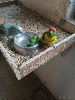 kakariky modré straky - 4