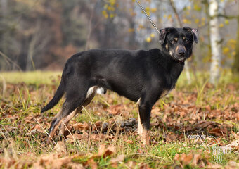 Darujeme nalezeného křížence - 4