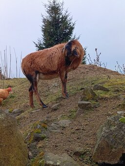 Kamerunská ovce - 4