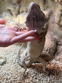 Agama vousatá SAMEČEK - 4