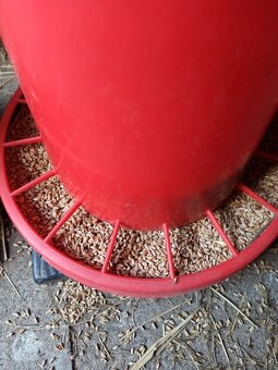 Pšenice,  ječmen - 4